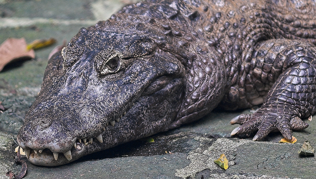 IMG_2183-01-Crocodille Vanille.jpg
